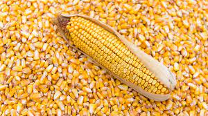 Hello, Ukrainian company offers different kind of grains such as Corn Maize, Wheat, Soybeans, Rapeseeds, etc