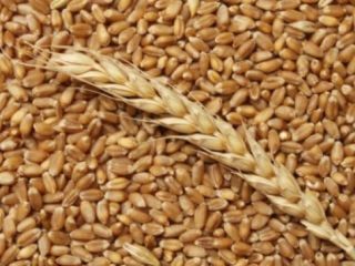 Hello, Ukrainian company offers different kind of grains such