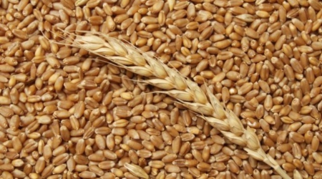Hello, Ukrainian company offers different kind of grains such as Corn Maize, Wheat, Soybeans, Rapeseeds, etc