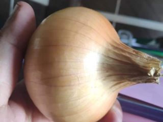 Yellow onion, 50-70 mm, origin- Egypt. FCA price, port