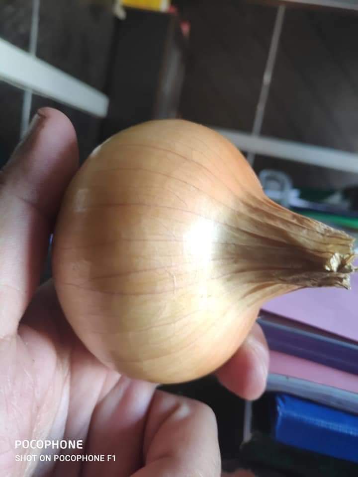 Yellow onion, 50-70 mm, origin- Egypt