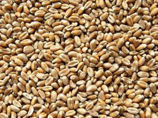 Wheat loose or in BigBags. Delivery at a good