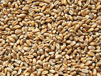 Wheat loose or in BigBags