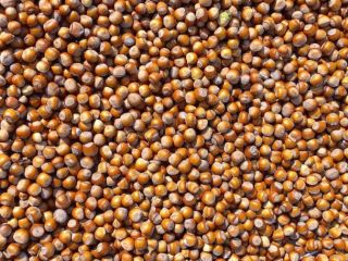 Hello, I am selling an inch hazelnut, origin Georgia,