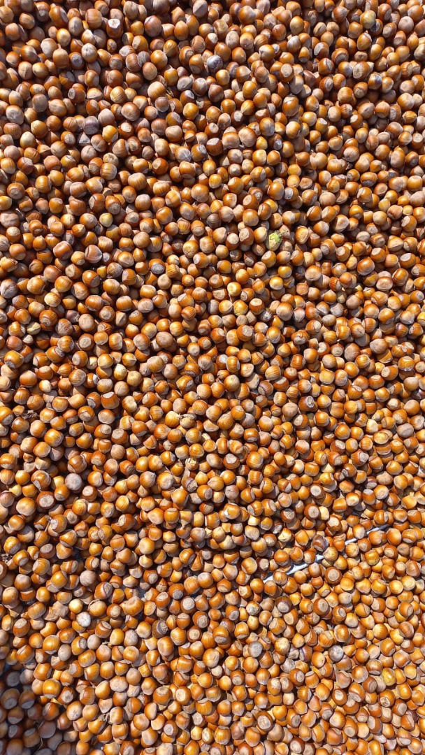 Hello, I am selling an inch hazelnut, origin Georgia, caliber 19 mm - 23 mm Harvest 2023