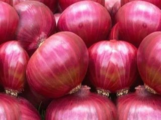 Fresh Red Onion + Size: 65-70 mm, 70-80 mm,