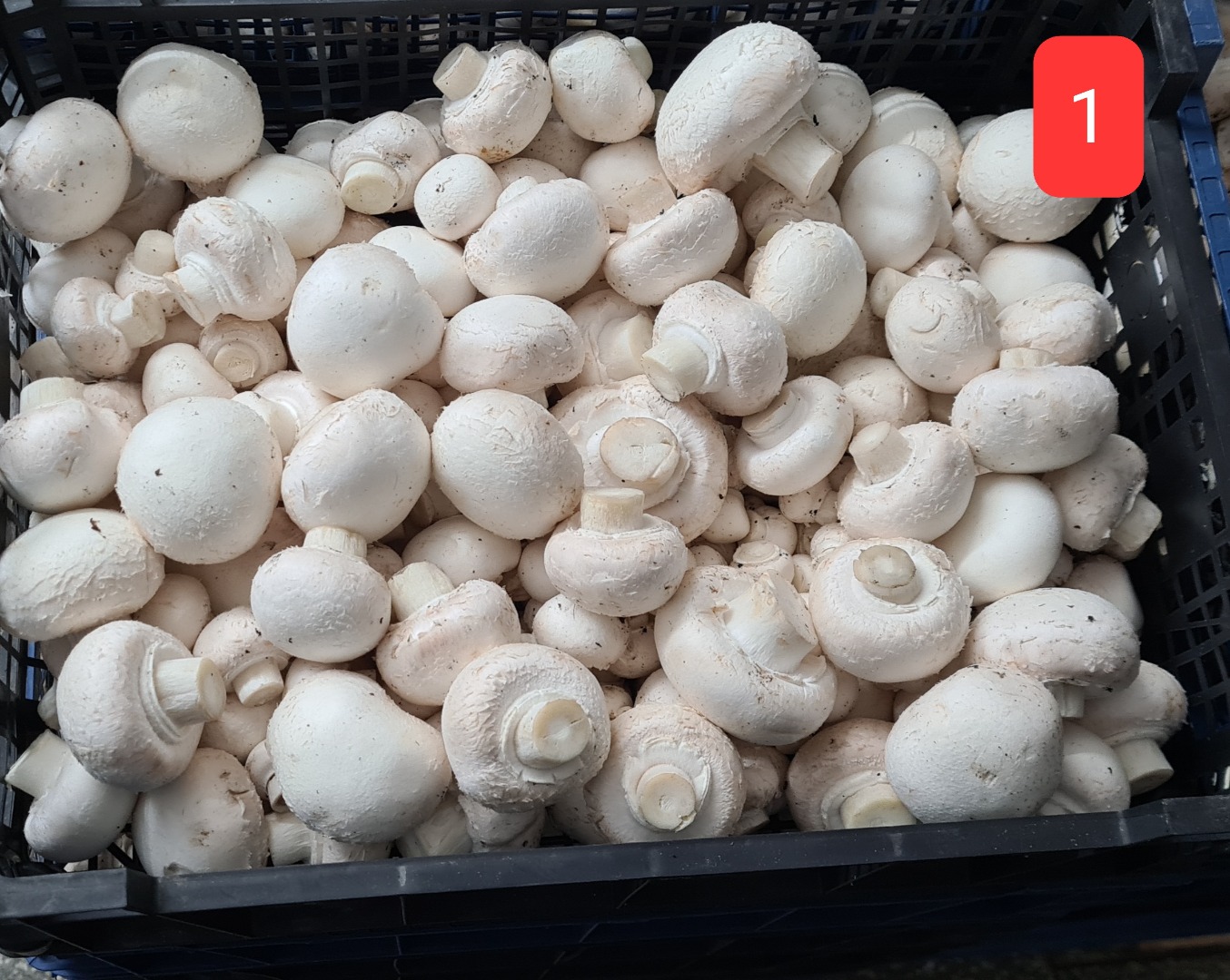 Sale of white mushrooms, Mix A, B, C