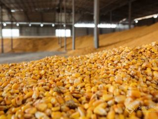 We sell corn from Ukraine. Dell Trading Company. The