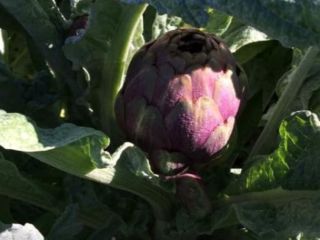 Fresh Artichoke : - Fresh green artichoke - Varities