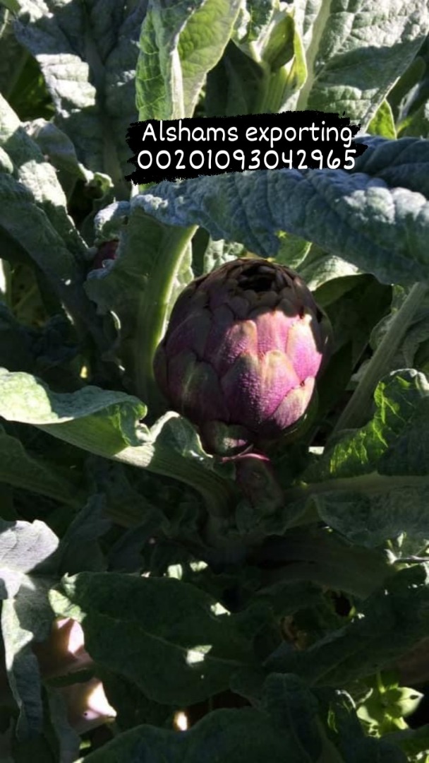 Fresh Artichoke : - Fresh green artichoke - Varities : French and Baladi ( Domestic ) - Sizes : Baladi : 220 : 270 gm French : 120 : 250 gm - Packing : Carton