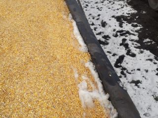 Urgently for sale wet corn. Gdansk Port. 200t. Price