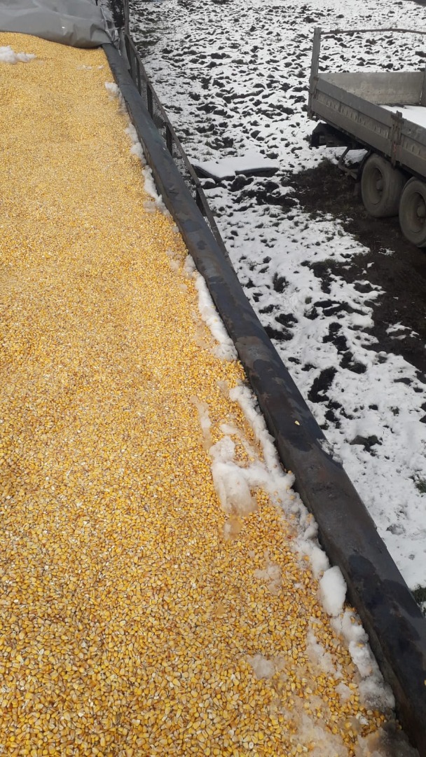 Urgently for sale wet corn