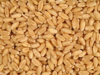 I am selling wheat and corn, produced in 2022.