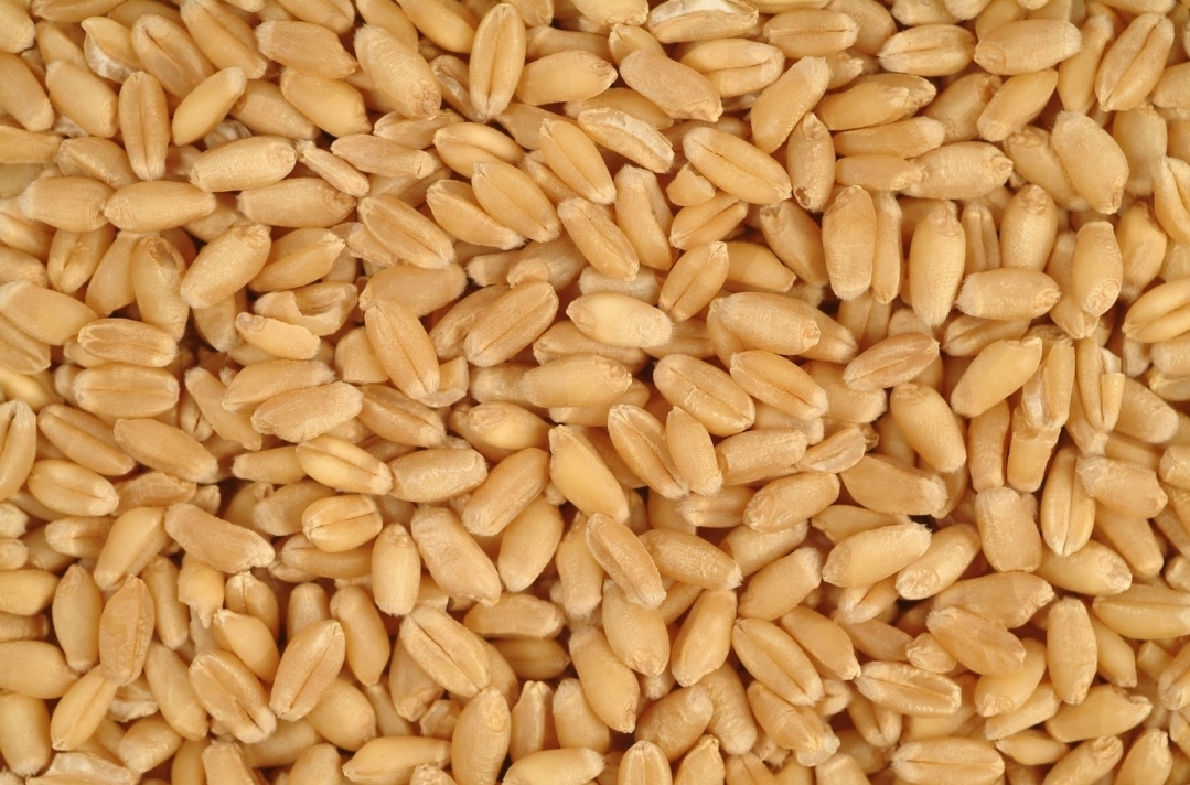 I am selling wheat and corn, produced in 2022