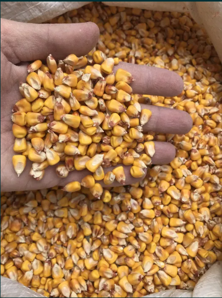 Corn 2022 from Ukraine is ready for sale with delivery anywhere in Poland