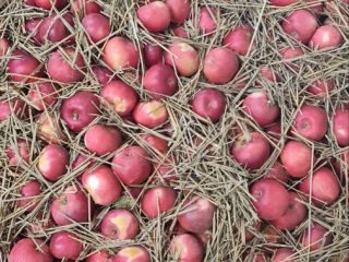 We have 17 tons of Idared apples. Bulgarian, juicy