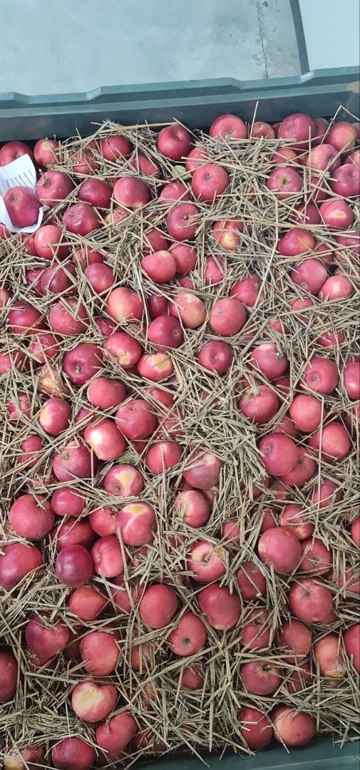 We have 17 tons of Idared apples