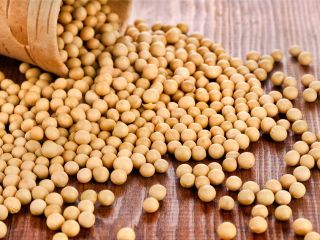 Top quality GMO/non-GMO soybeans, 2022 harvest, the product passed