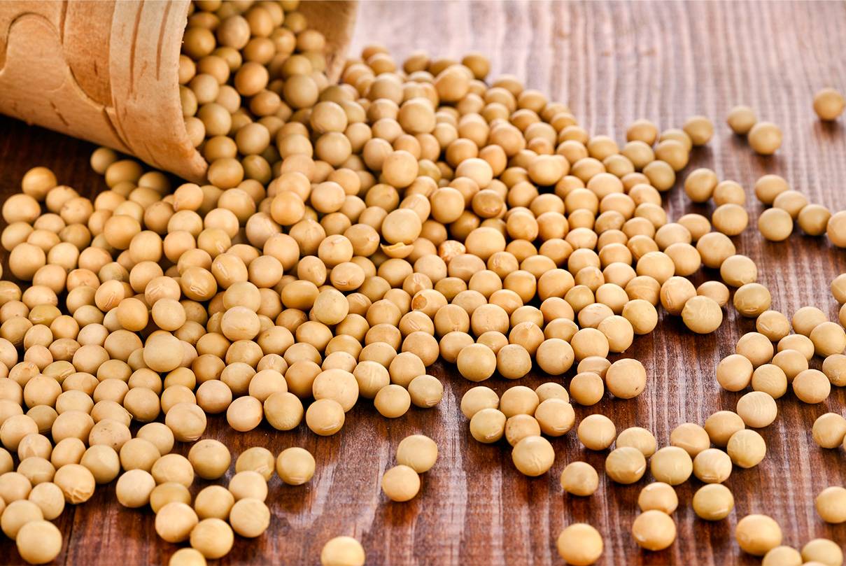 Top quality GMO/non-GMO soybeans, 2022 harvest, the product passed the sanitary inspection according to IAEA standards, quality indicators document present