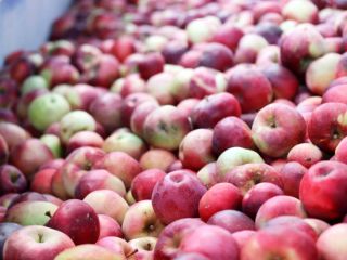 Mat AGRI FRUITS will deliver large quantities of apples
