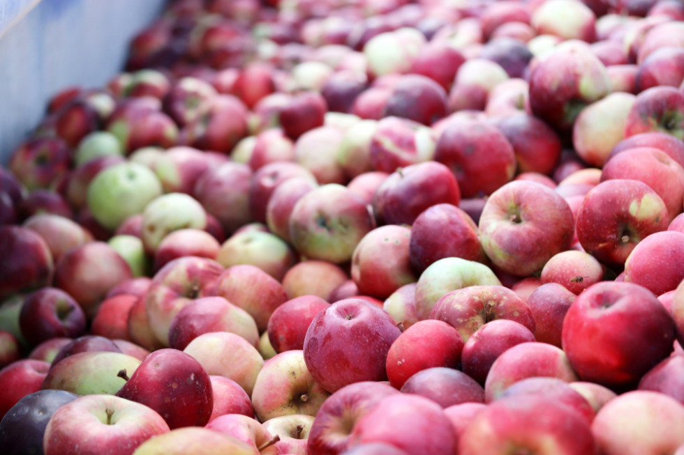 Mat AGRI FRUITS will deliver large quantities of apples for mousses, NFC juices, purees, own transport, timeliness