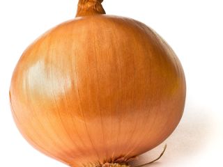 Hello everyone! I’m looking to buy fresh onion for