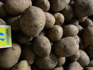 I will sell potatoes gala 40