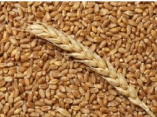 We sell wheat from the 2022 harvest. The possible