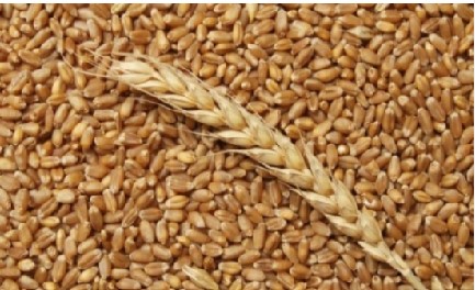 We sell wheat from the 2022 harvest