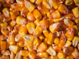 I have corn for sale from the 2022 harvest.