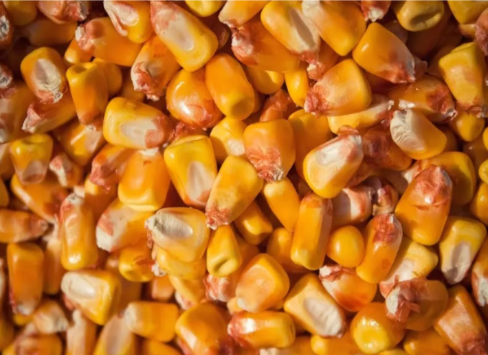 I have corn from the 2022 harvest for sale