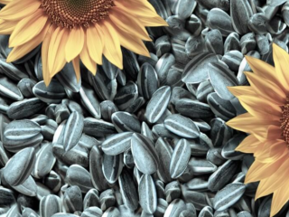 We have sunflower seeds for sale from the 2022