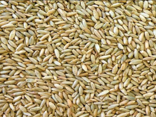 We have rye for sale. Delivery to your region