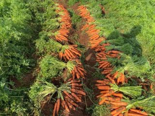 Unwashed carrot, origin- Greece. The price is €0.50/kg. EXW