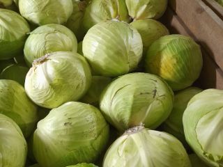 I will sell white cabbage, market quality, caliber from