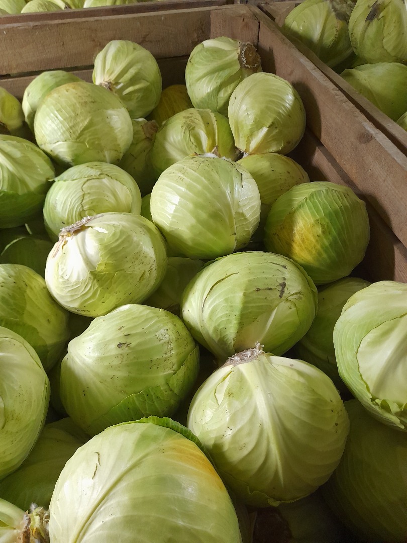 I will sell white cabbage, market quality, caliber from 2 to 4 kg