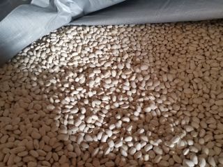For sale offers beans "Piękny Jaś" Beans dressed, dry.