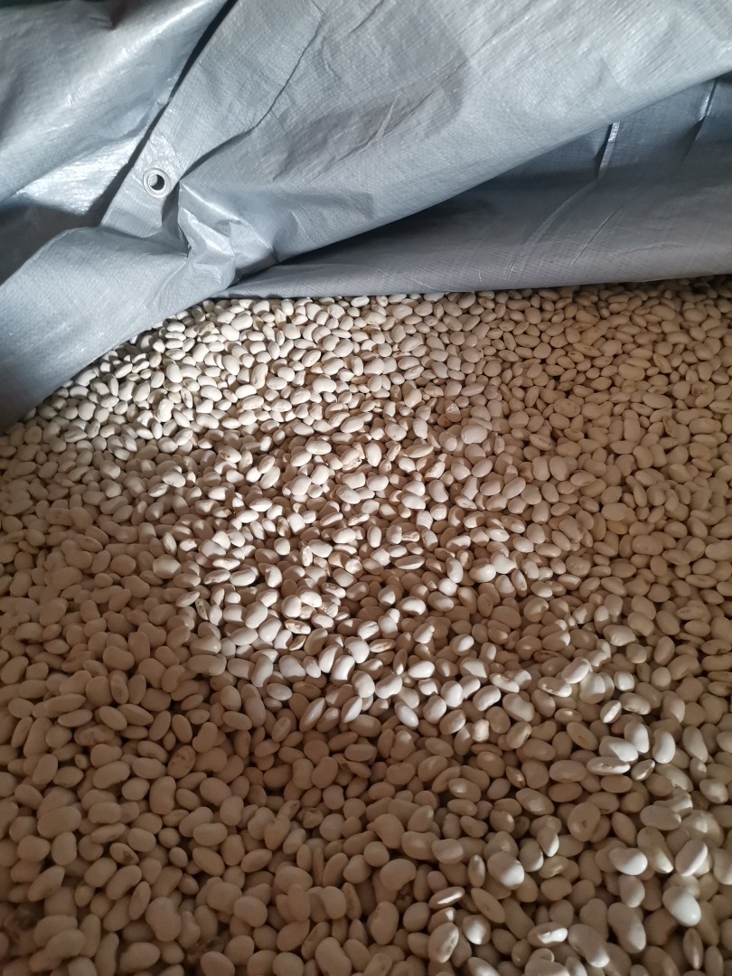 For sale offers beans "Piękny Jaś" Beans dressed, dry