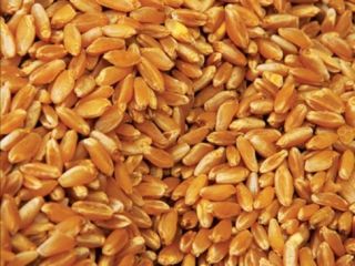 I sell about 60 tons of wheat. For cooperation