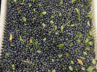 Blueberries / blueberries organic, unpeeled, frozen in bags up