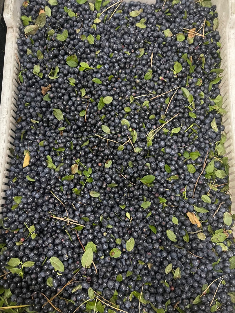 Blueberries / blueberries organic, unpeeled, frozen in bags up to 150 becquerels
