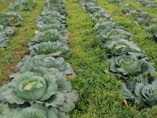WHİTE CABBAGE, FRESH FROM THE FİELD We are about