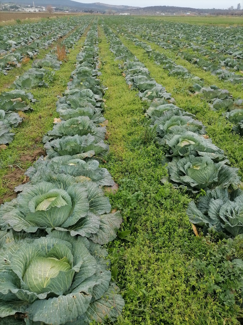 WHİTE CABBAGE, FRESH FROM THE FİELD We are about to begin harvesting our white cabbage, located in Çanakkale, Turkey (North Western part of Turkey)