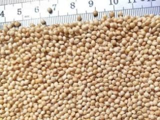 I will sell seed millet with delivery across Ukraine.