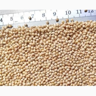 I will sell seed millet with delivery across Ukraine