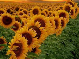 Hello! I am selling a green sunflower, harvest 2023,