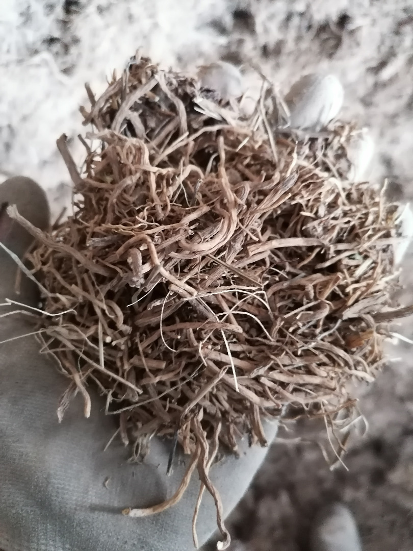 valerian root for sale, well cleaned, rinsed, acid content 0.14%