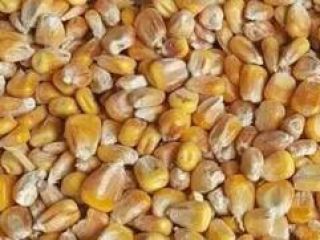 Selling corn harvest 2022 (big bag or bulk). FCA.