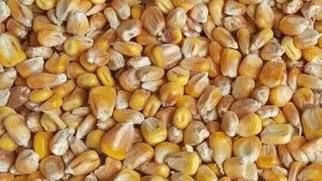 Selling corn harvest 2022 (big bag or bulk)