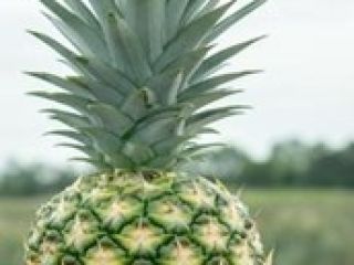 Scientific name: Ananas comosus. Common name: Piña Gold (honey